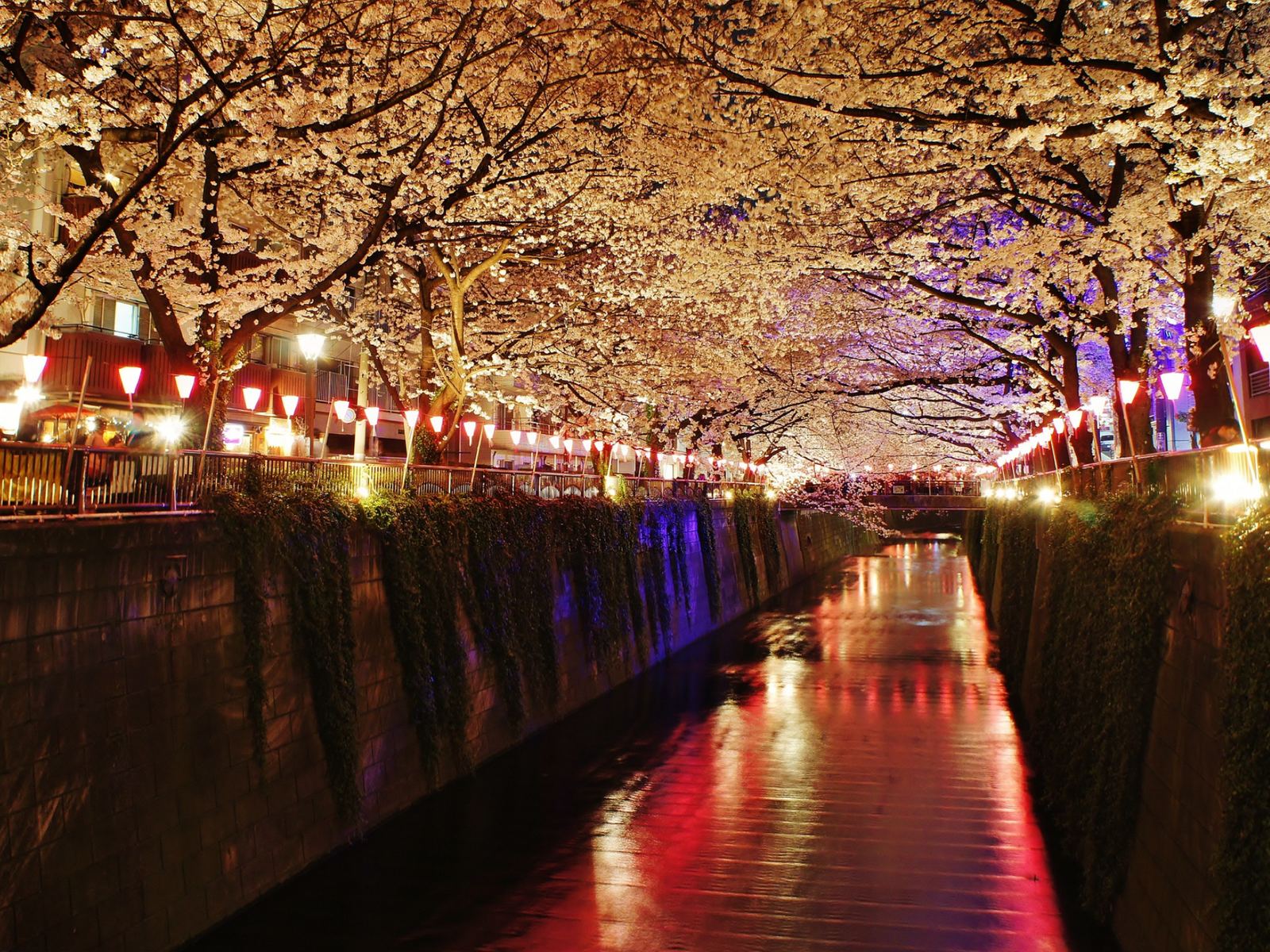 © Manish Prabhune / CC BY 2.0 日本赏樱攻略:樱花开花时间、各地名所与赏樱礼仪
