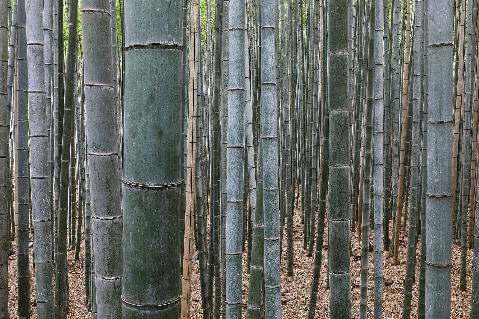 岚山竹林小径