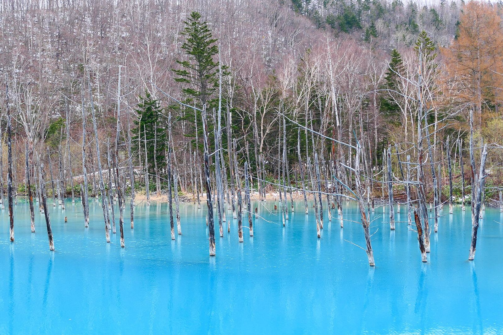 美瑛青池