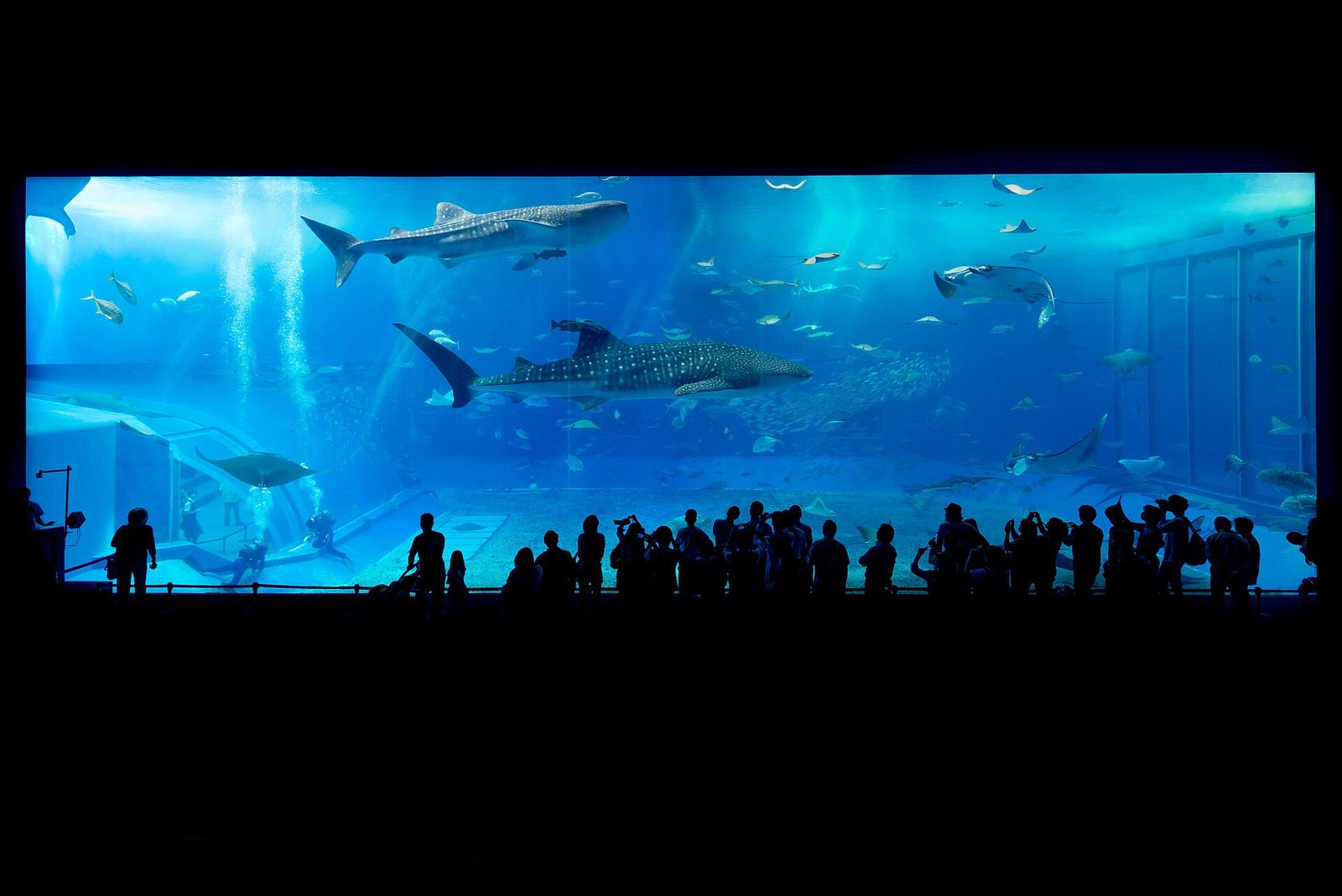 冲绳美丽海水族馆
